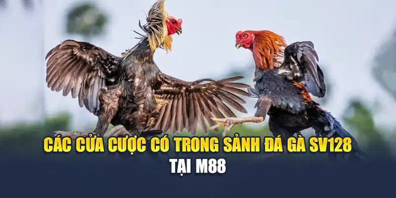 Đá Gà Sv128 – Sức Hút Đầy Kịch Tính Từ Các Chiến Kê Hàng Đầu 3 Các cửa cược có trong sảnh đá gà Sv128 tại M 88