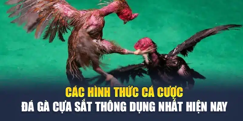 Đá Gà Cựa Sắt M88 – Những Màn So Tài Đầy Kịch Tính, Hấp Dẫn 3 Các hình thức cá cược đá gà cựa sắt thông dụng nhất hiện nay