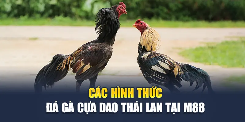 Đá Gà Cựa Dao Thái Lan – Bộ Môn Đầy Thử Thách Và Kịch Tính 3 Các hình thức đá gà cựa dao Thái Lan tại M88