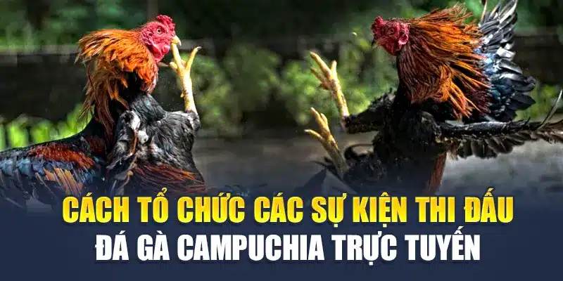 Đá Gà Campuchia M88- Loạt Hình Thức Phổ Biến Nhất Nên Thử 2 Cách tổ chức các sự kiện thi đấu đá gà Campuchia trực tuyến