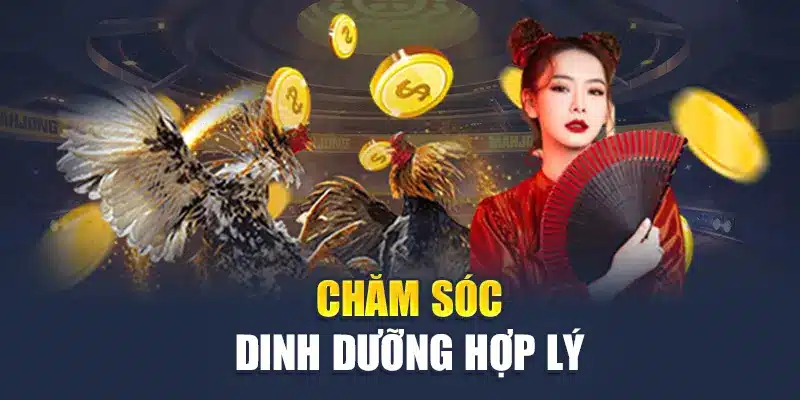 Đá Gà Cựa Dao M88 - Mãn Nhãn Với Những Trận Đấu Nảy Lửa 3 Chăm sóc dinh dưỡng hợp lý