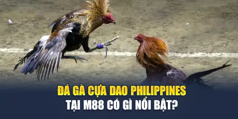 Đá gà cựa dao Philippines tại M88 có gì nổi bật?