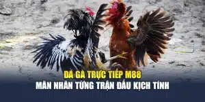 Đá Gà Trực Tiếp M88 – Mãn Nhãn Từng Trận Đấu Kịch Tính