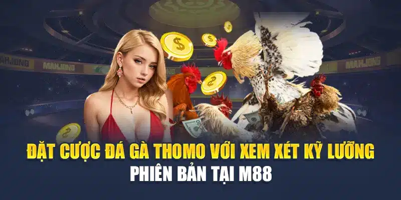 Đá Gà Thomo - Đấu Trường M88 Rực Lửa, Thắng Trọn Kèo 2 Đặt cược đá gà Thomo với xem xét kỹ lưỡng phiên bản tại M88