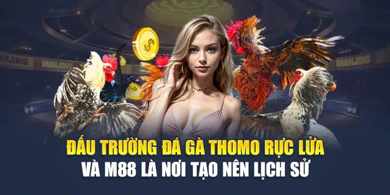 Đá Gà Thomo - Đấu Trường M88 Rực Lửa, Thắng Trọn Kèo 1 Đấu trường đá gà Thomo rực lửa và M88 là nơi tạo nên lịch sử