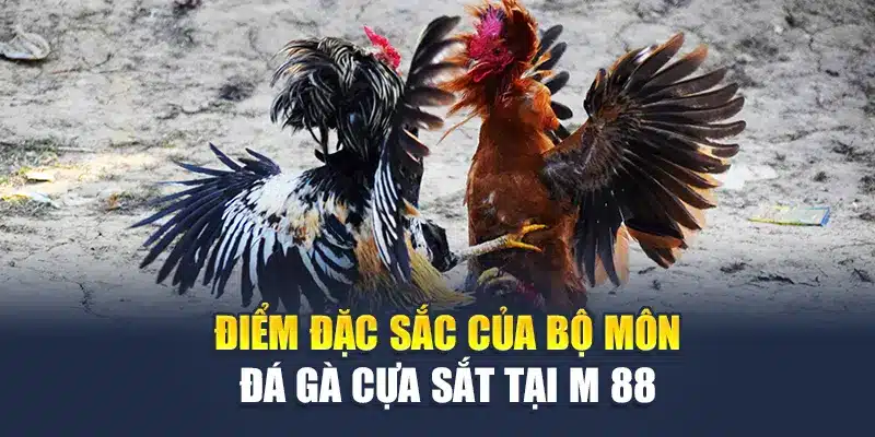 Đá Gà Cựa Sắt M88 – Những Màn So Tài Đầy Kịch Tính, Hấp Dẫn 2 Điểm đặc sắc của bộ môn đá gà cựa sắt tại M 88