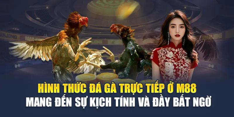 Đá Gà Trực Tiếp M88 - Những Cửa Cược Nảy Lửa Mỗi Ngày 1 Hình thức đá gà trực tiếp ở M88 mang đến sự kịch tính và đầy bất ngờ