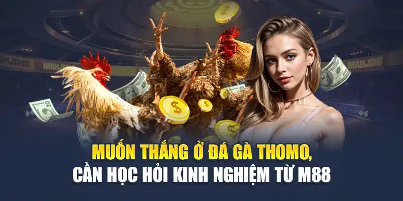 Đá Gà Thomo - Đấu Trường M88 Rực Lửa, Thắng Trọn Kèo 3 Muốn thắng ở đá gà Thomo, cần học hỏi kinh nghiệm từ M88