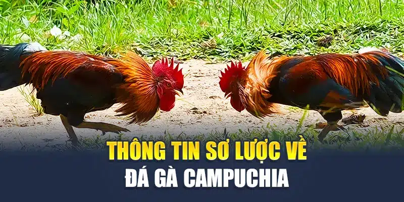Đá Gà Campuchia M88- Loạt Hình Thức Phổ Biến Nhất Nên Thử 1 Thông tin sơ lược về đá gà Campuchia