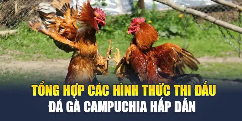 Đá Gà Campuchia M88- Loạt Hình Thức Phổ Biến Nhất Nên Thử 3 Tổng hợp các hình thức thi đấu đá gà Campuchia hấp dẫn