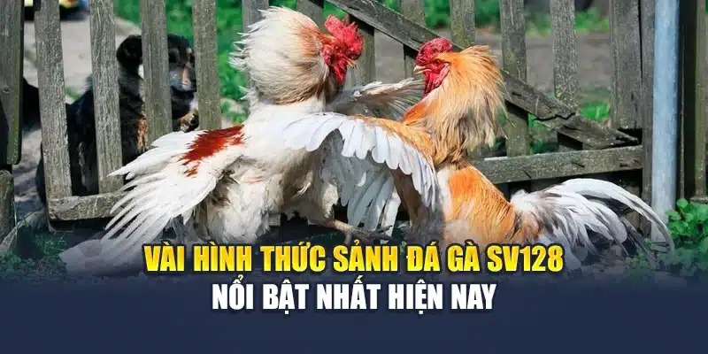 Đá Gà Sv128 – Sức Hút Đầy Kịch Tính Từ Các Chiến Kê Hàng Đầu 2 Vài hình thức sảnh đá gà Sv128 nổi bật nhất hiện nay