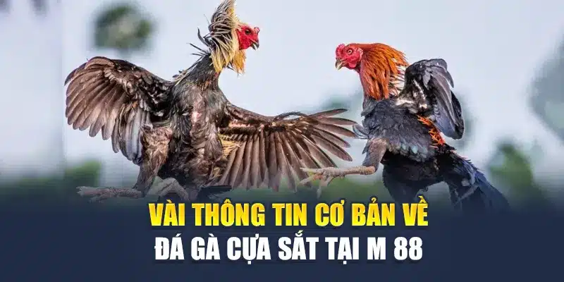 Đá Gà Cựa Sắt M88 – Những Màn So Tài Đầy Kịch Tính, Hấp Dẫn 1 Vài thông tin cơ bản về đá gà cựa sắt tại M 88