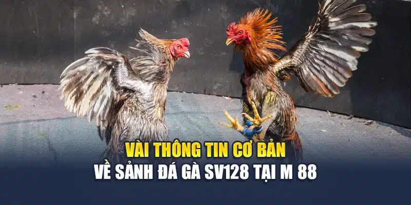 Đá Gà Sv128 – Sức Hút Đầy Kịch Tính Từ Các Chiến Kê Hàng Đầu 1 Vài thông tin cơ bản về sảnh đá gà Sv128 tại M 88